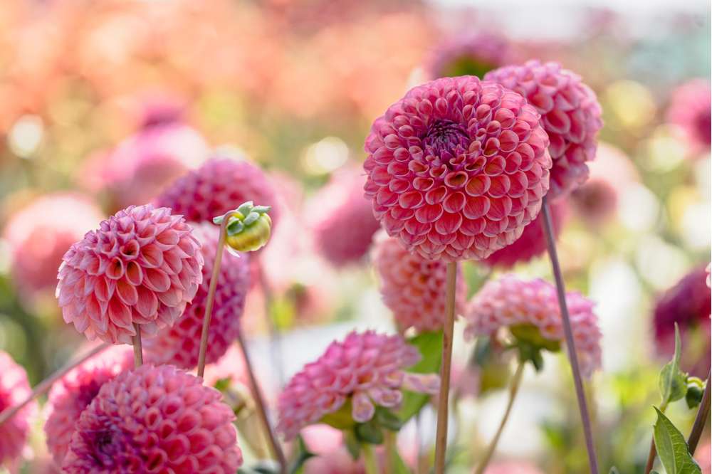 Dahlia 'Caitlin's Joy'